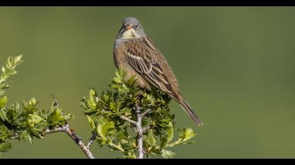 Ortolan Bunting