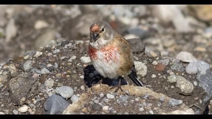Common Linnet