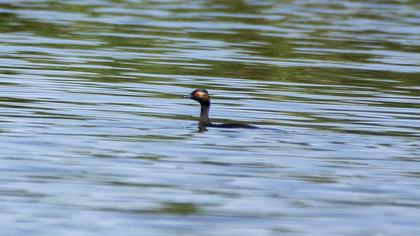 Black-necked Grebe