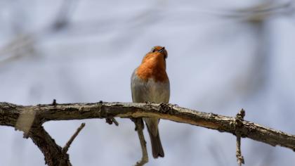 European Robin