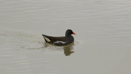 Common Moorhen