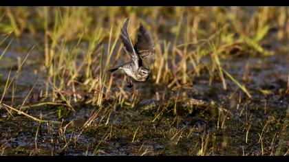 Water Pipit