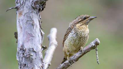 Eurasian Wryneck