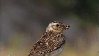 Woodlark