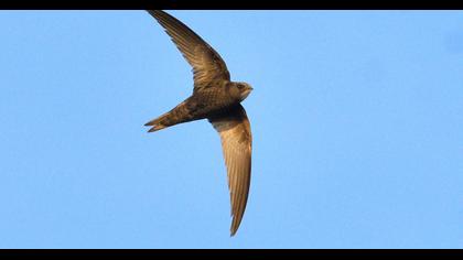 Common Swift