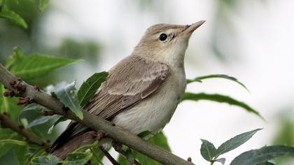 Eastern Olivaceous Warbler