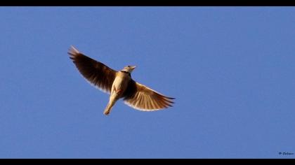 Calandra Lark