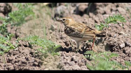 Bimaculated Lark