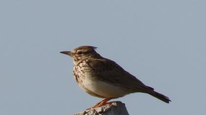 Crested Lark