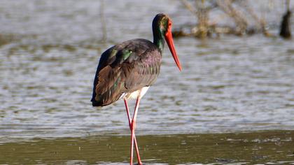 Black Stork