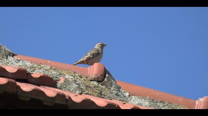 Rock Sparrow
