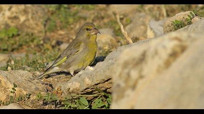European Greenfinch
