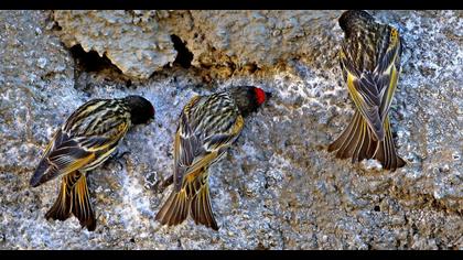 Red-fronted Serin