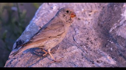 Trumpeter Finch