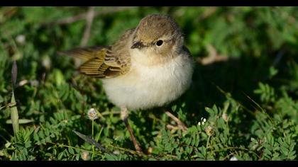 Eastern Bonelli`s Warbler