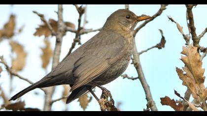 Common Blackbird