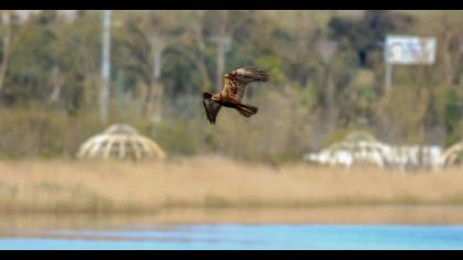 Western Marsh Harrier