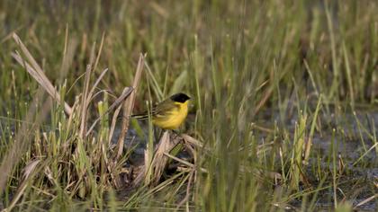 Western Yellow Wagtail