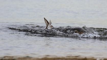 Karakarınlı kumkuşu