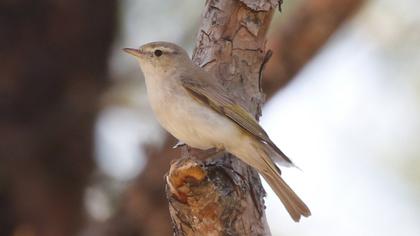 Eastern Bonelli`s Warbler