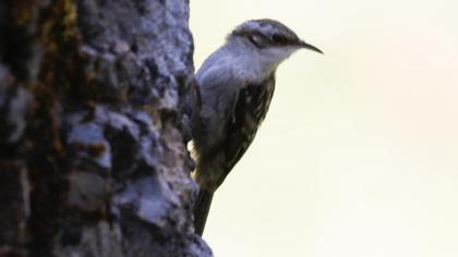 Short-toed Treecreeper