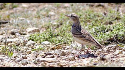 Greater Short-toed Lark