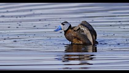 White-headed Duck