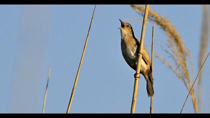 Savi`s Warbler