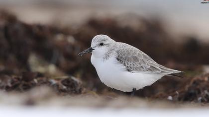 Sanderling