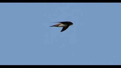 Alpine Swift