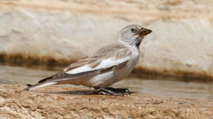 White-winged Snowfinch