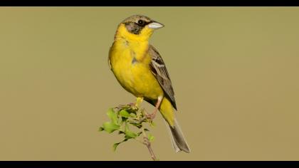 Black-headed Bunting