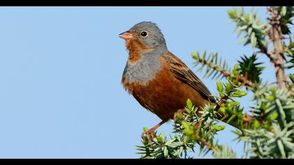 Cretzschmar`s Bunting
