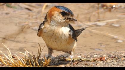 Red-rumped Swallow