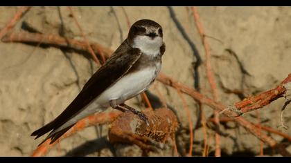 Sand Martin