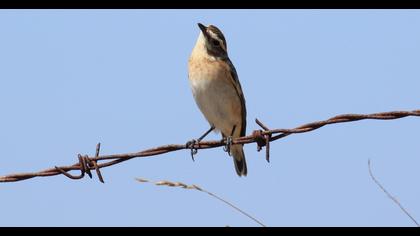 Whinchat
