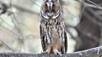 Long-eared Owl