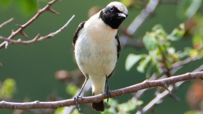 Black-eared Wheatear