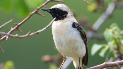 Black-eared Wheatear
