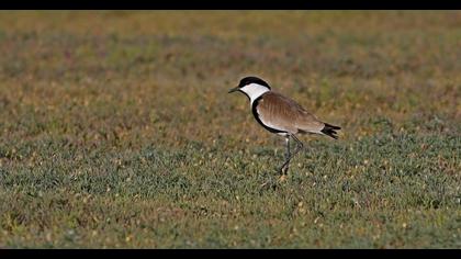 Spur-winged Lapwing