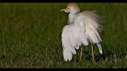 Western Cattle Egret