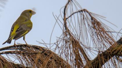 European Greenfinch