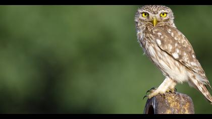 Little Owl