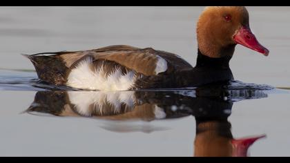 Red-crested Pochard