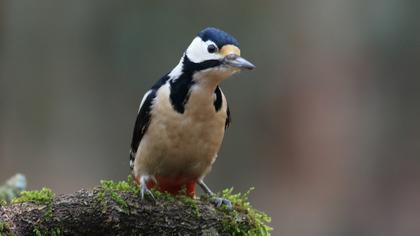 Great Spotted Woodpecker