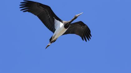 Black Stork