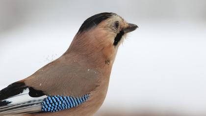 Eurasian Jay