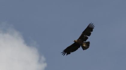Golden Eagle