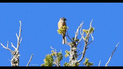 Rock Bunting
