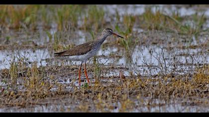Common Redshank